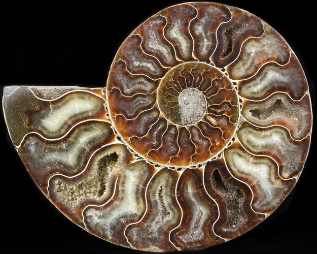 Ammonite Fossil (Half) - Million Years #42518